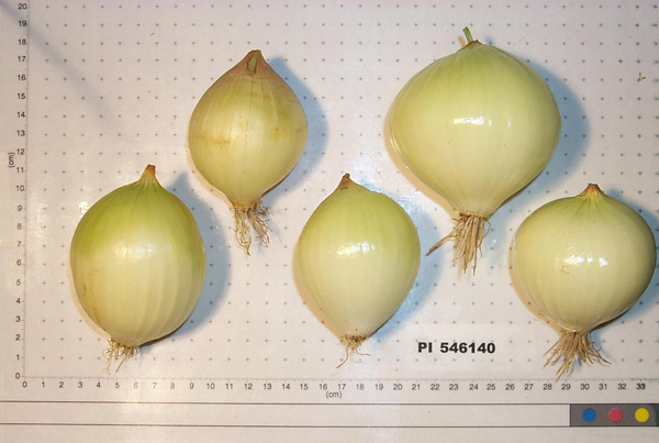 Click for 1 image(s) for this accession. BULB