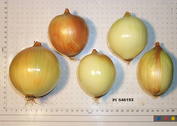 Click for 7 image(s) for this accession. BULB