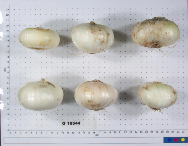 Click for 4 image(s) for this accession. BULB