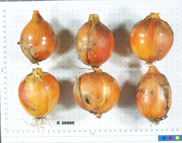 Click for 4 image(s) for this accession. BULB
