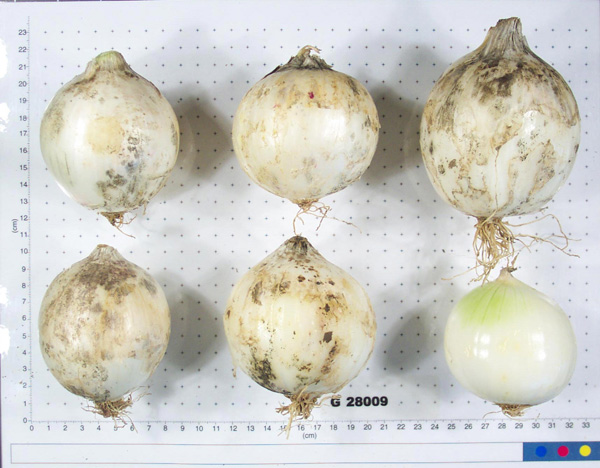 Click for 6 image(s) for this accession. BULB