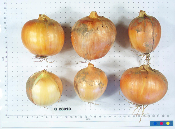 Click for 4 image(s) for this accession. BULB