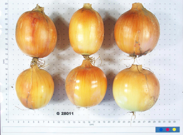 Click for 2 image(s) for this accession. BULB