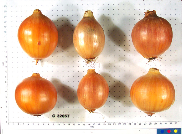Click for 4 image(s) for this accession. BULB