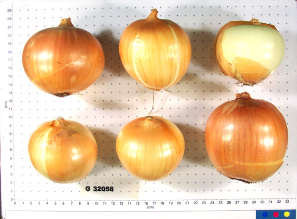 Click for 3 image(s) for this accession. BULB