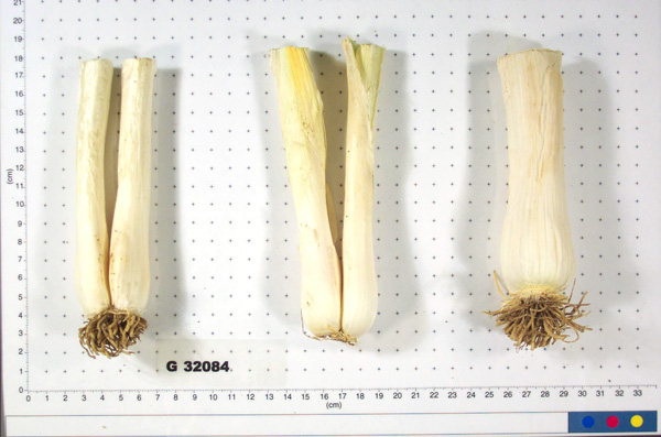 Click for 4 image(s) for this accession. BULB