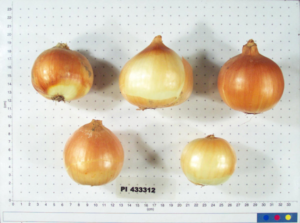 Click for 4 image(s) for this accession. BULB