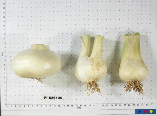Click for 3 image(s) for this accession. BULB