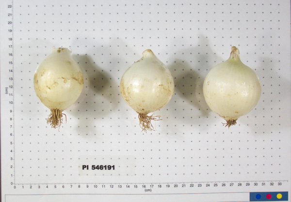 Click for 2 image(s) for this accession. BULB