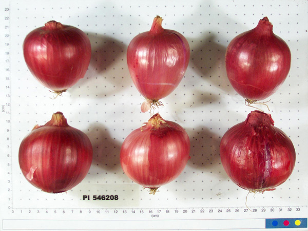 Click for 8 image(s) for this accession. BULB