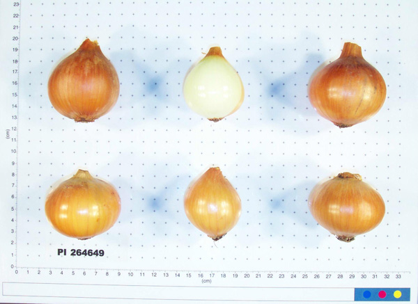 BULB