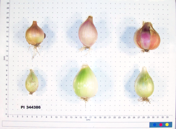 Click for 6 image(s) for this accession. BULB