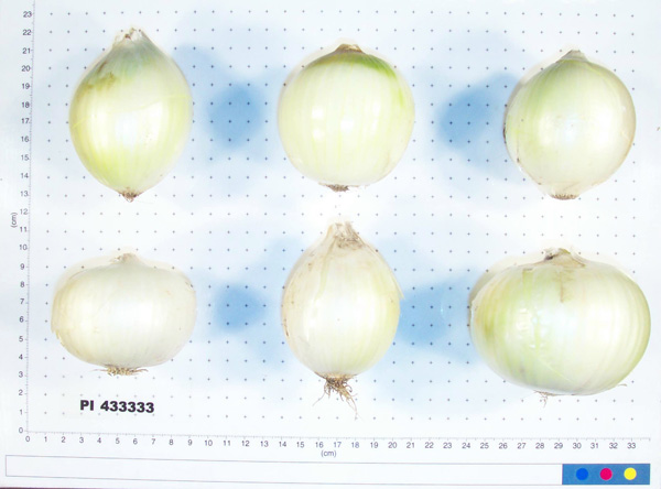 Click for 6 image(s) for this accession. BULB