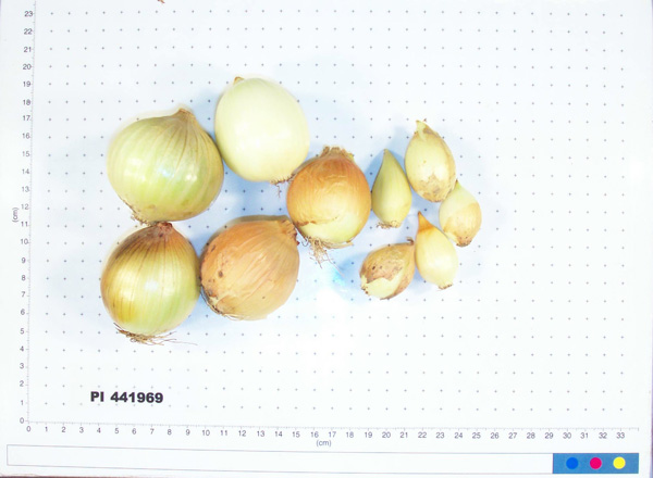 Click for 2 image(s) for this accession. BULB