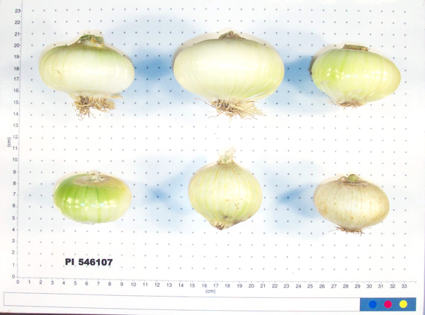 Click for 8 image(s) for this accession. BULB