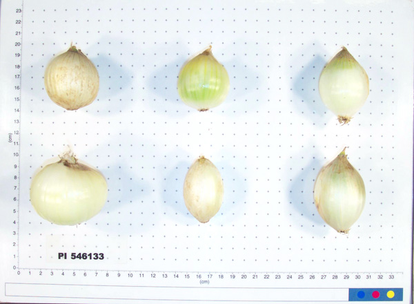 Click for 2 image(s) for this accession. BULB