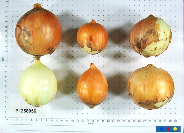 BULB
