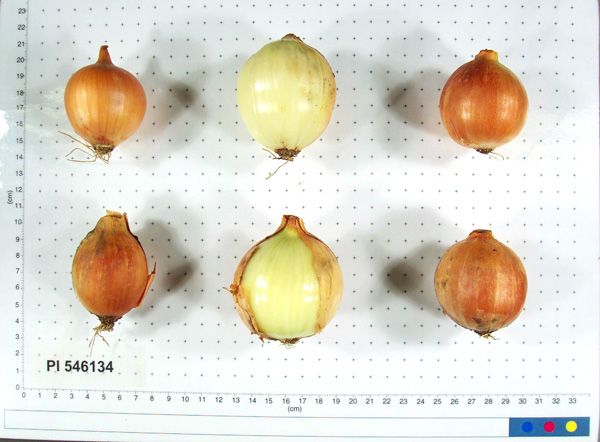 Click for 2 image(s) for this accession. BULB