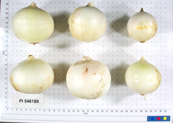 Click for 4 image(s) for this accession. BULB