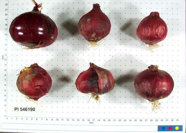Click for 9 image(s) for this accession. BULB