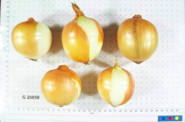 Click for 2 image(s) for this accession. BULB