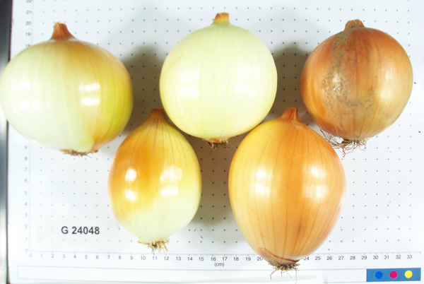 Click for 4 image(s) for this accession. BULB