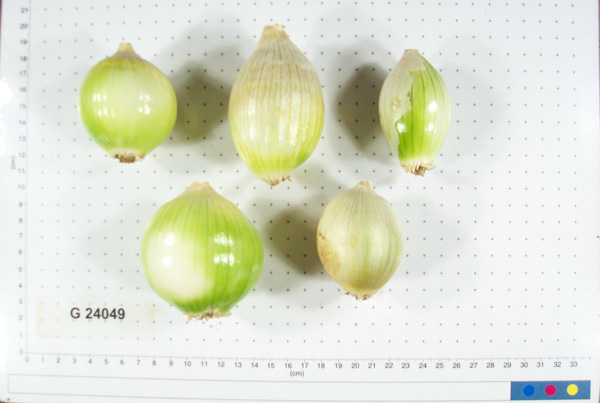 Click for 4 image(s) for this accession. BULB