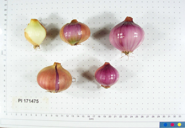 Click for 3 image(s) for this accession. BULB