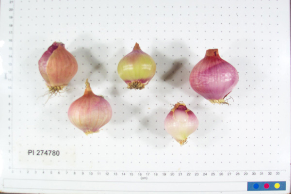 BULB