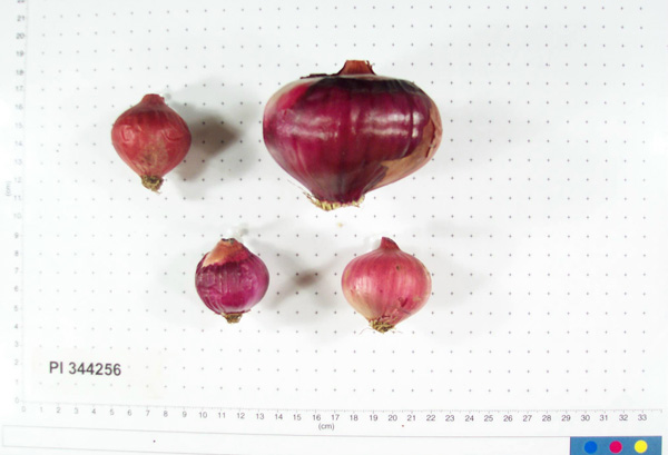 Click for 6 image(s) for this accession. BULB