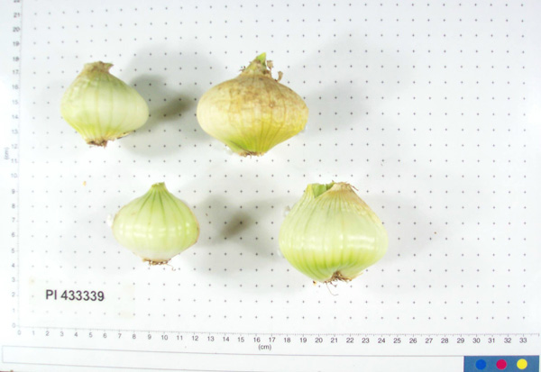 Click for 4 image(s) for this accession. BULB