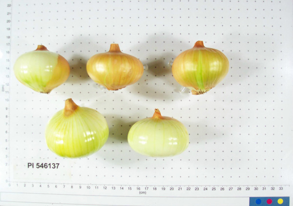 Click for 2 image(s) for this accession. BULB