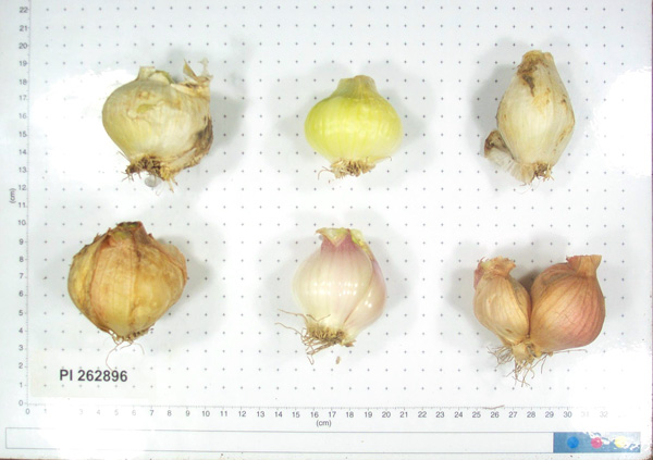 Click for 3 image(s) for this accession. BULB