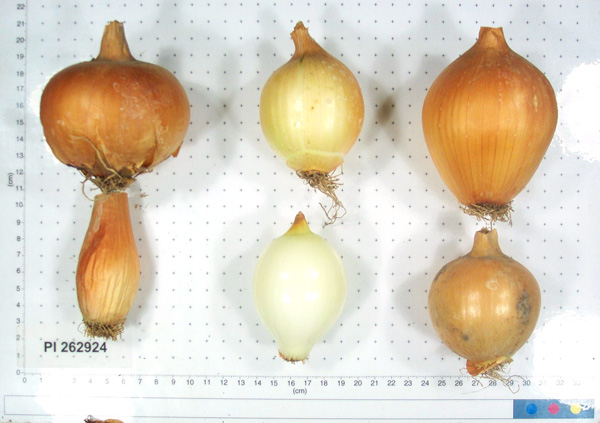 Click for 4 image(s) for this accession. BULB