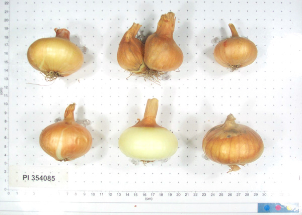 BULB
