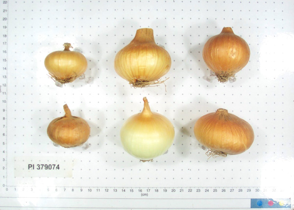 BULB