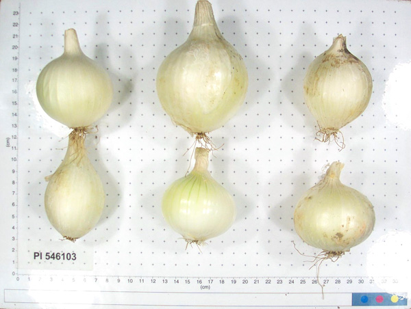 Click for 2 image(s) for this accession. BULB