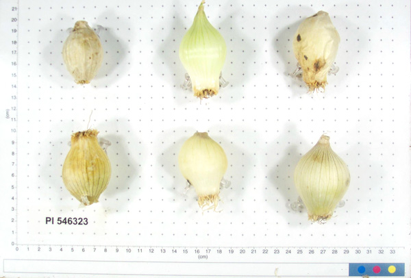 Click for 3 image(s) for this accession. BULB