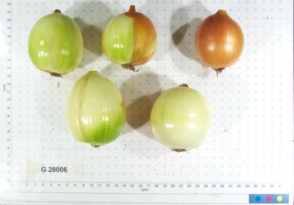 Click for 2 image(s) for this accession. BULB