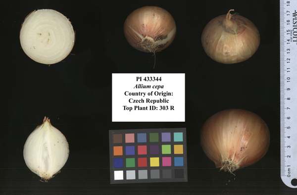 Click for 2 image(s) for this accession. FRUIT