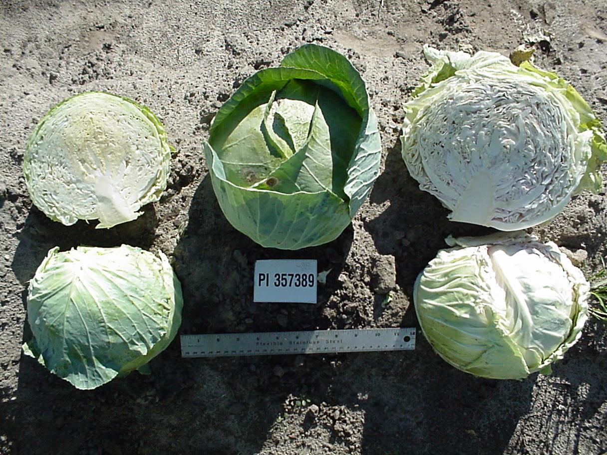 Click for 2 image(s) for this accession. HEAD