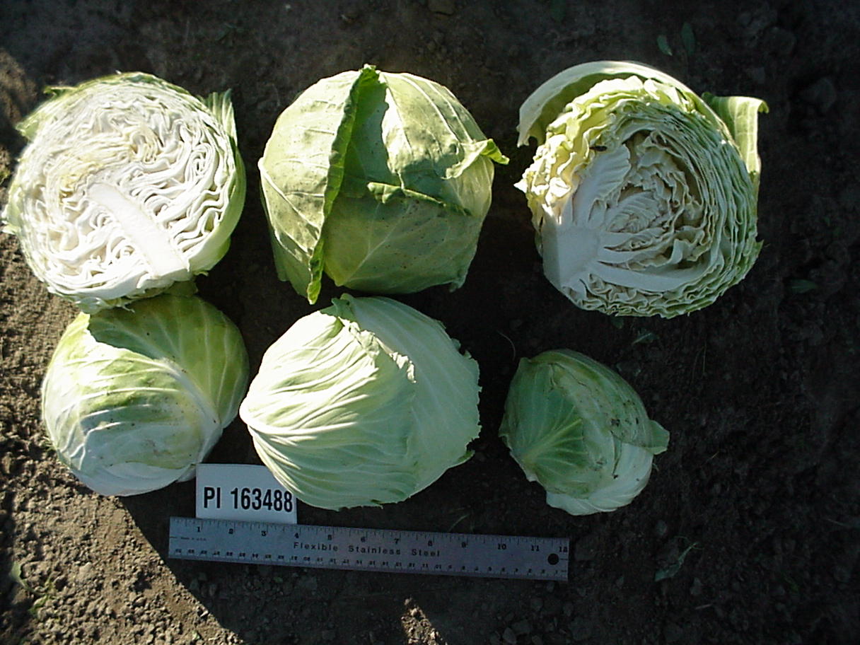Click for 1 image(s) for this accession. HEAD