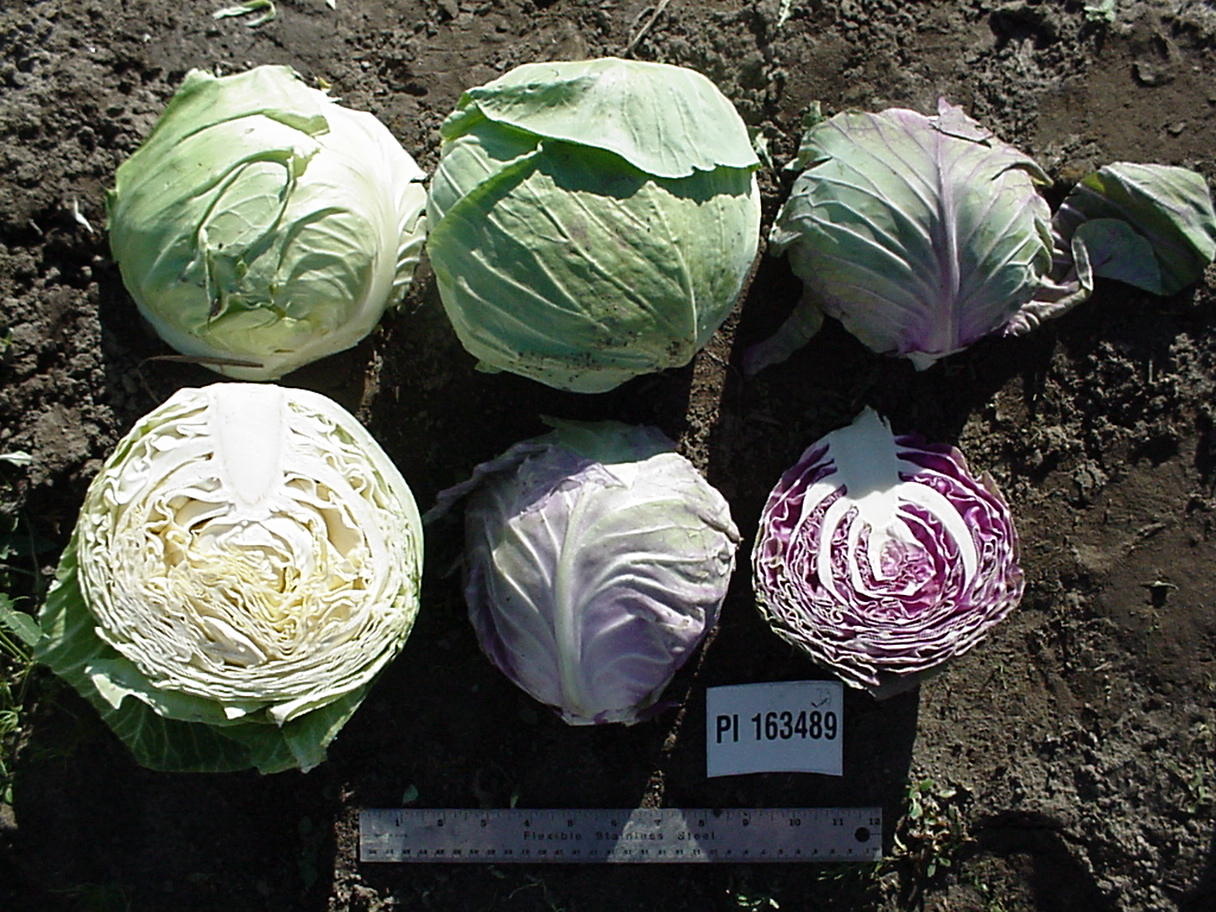 Click for 1 image(s) for this accession. HEAD