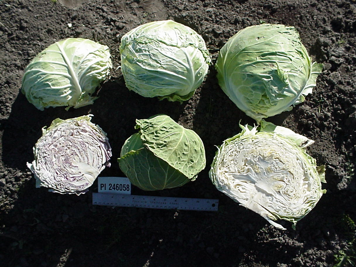 Click for 1 image(s) for this accession. HEAD