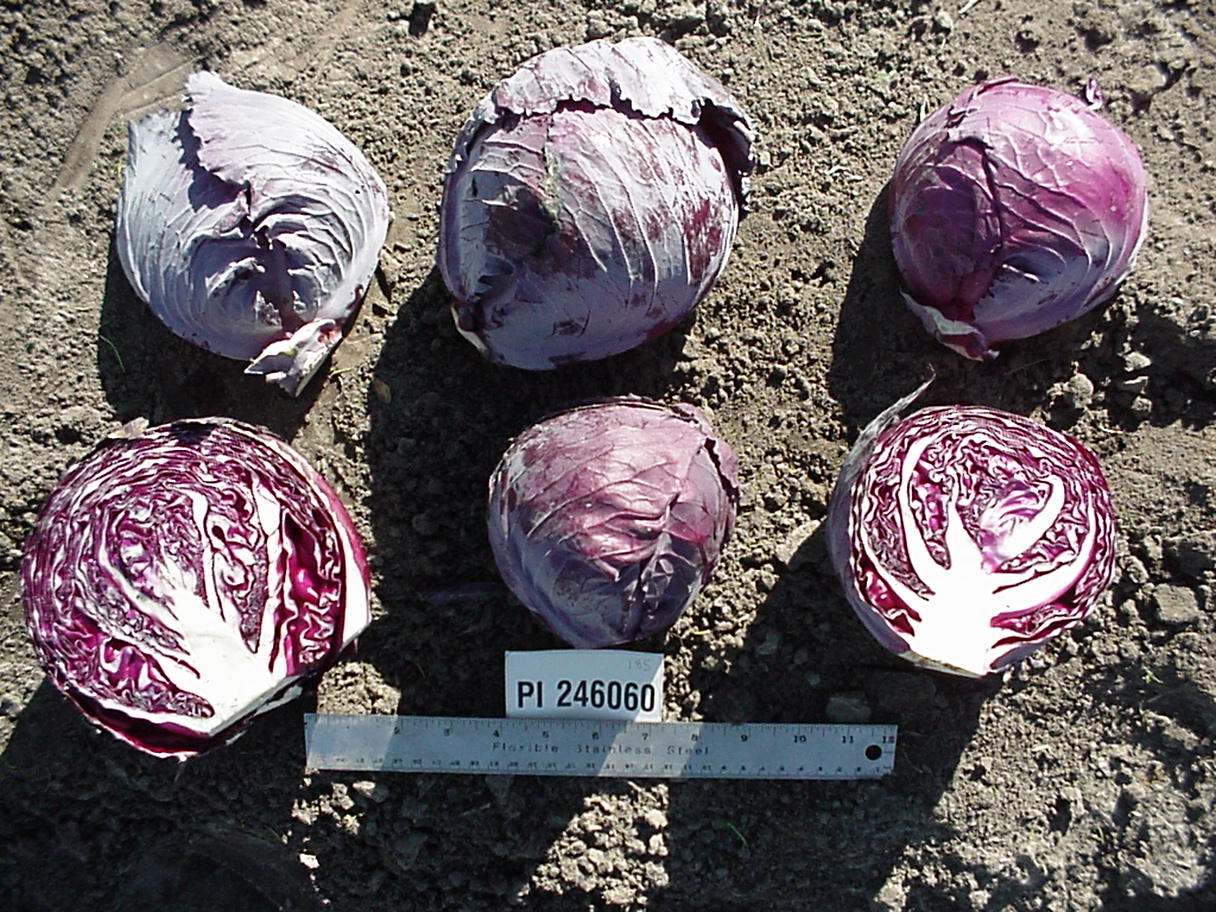 Click for 1 image(s) for this accession. HEAD