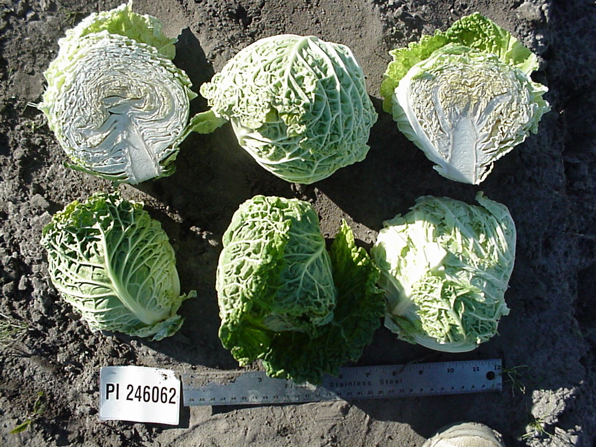 Click for 1 image(s) for this accession. HEAD