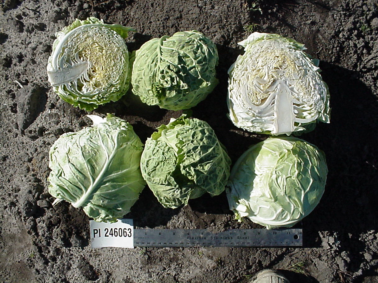 Click for 1 image(s) for this accession. HEAD