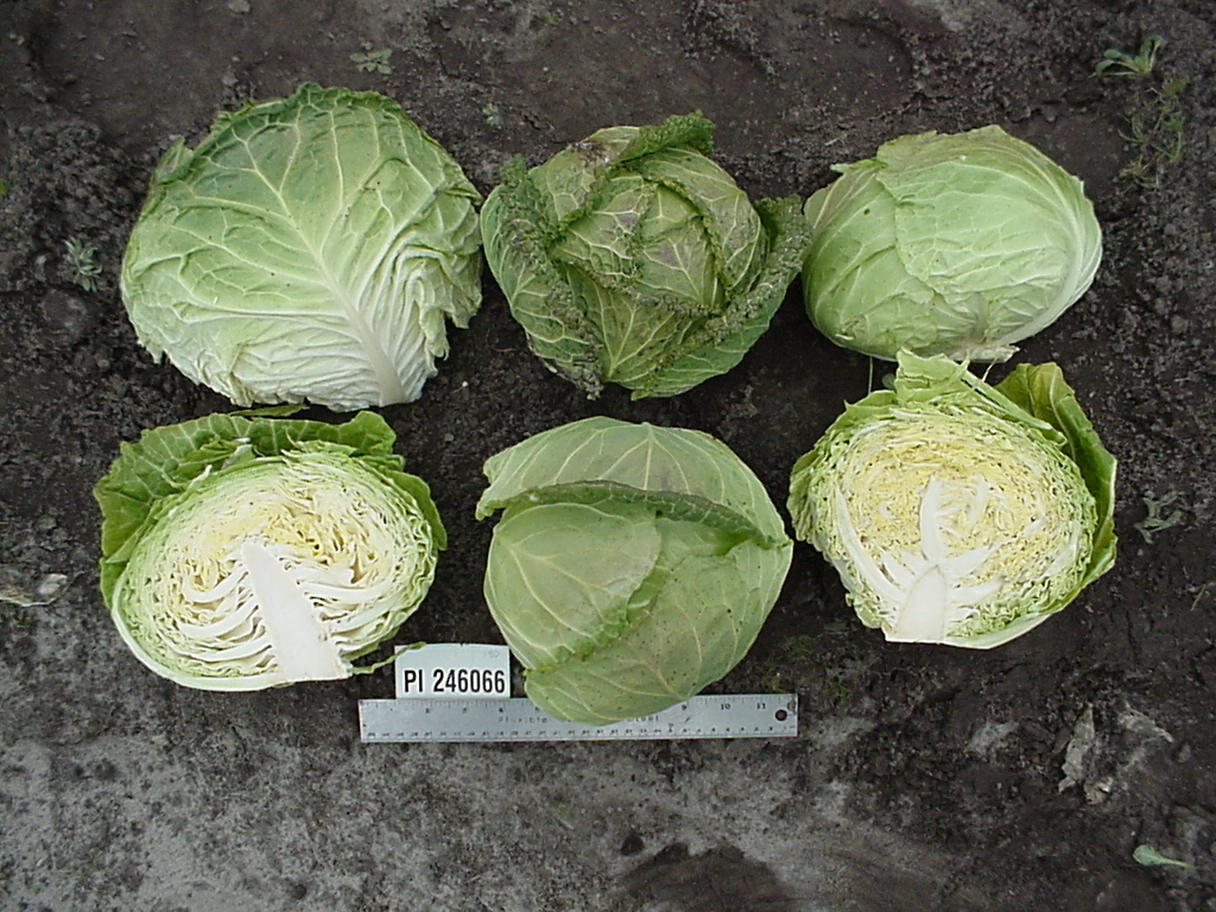 Click for 1 image(s) for this accession. HEAD