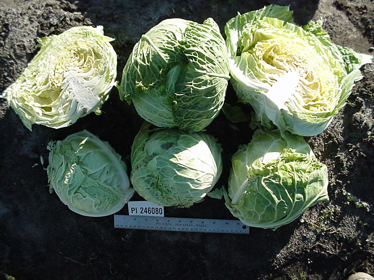 Click for 1 image(s) for this accession. HEAD