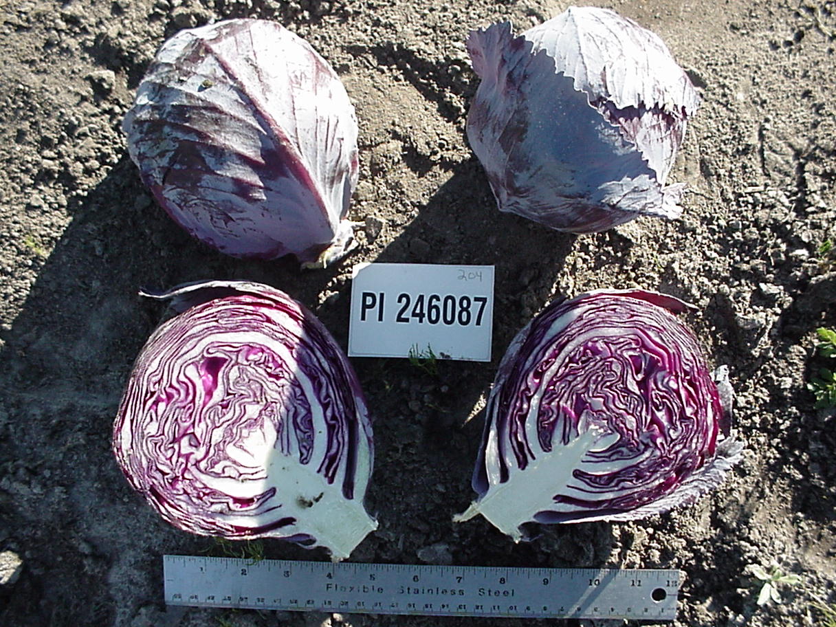 Click for 1 image(s) for this accession. HEAD